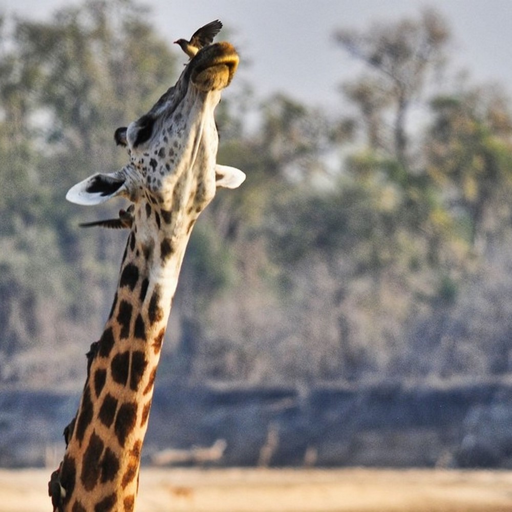 Film Zambia Giraffe